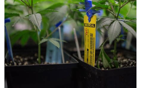 rfid tagging marijuana plants|flowering plant tags.